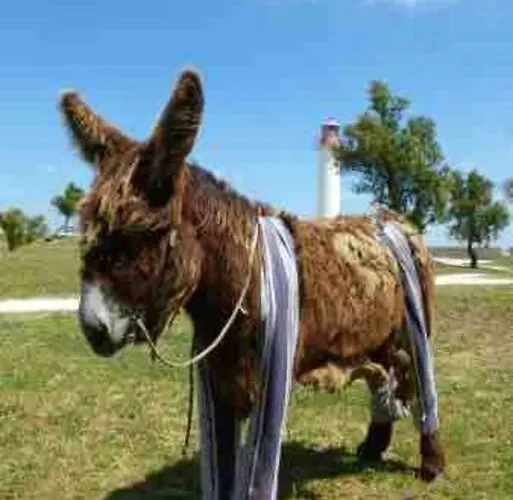 Apartman Au Coeur De St Martin : Les Grenettes